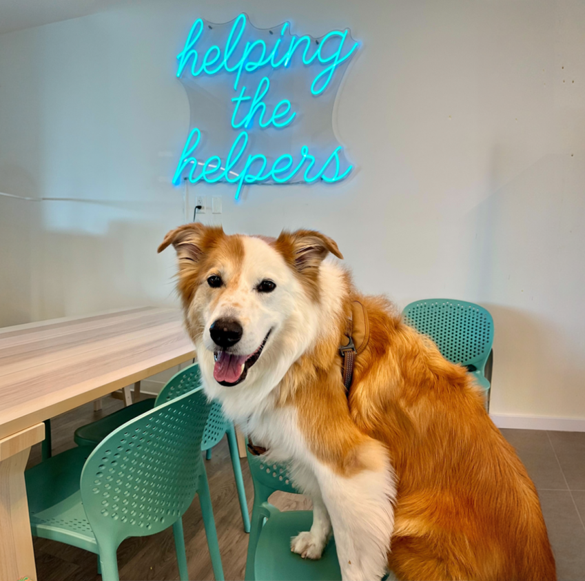 Fluffy tan and white dog with harness sitting on a chair below a neon sign reading "helping the helpers